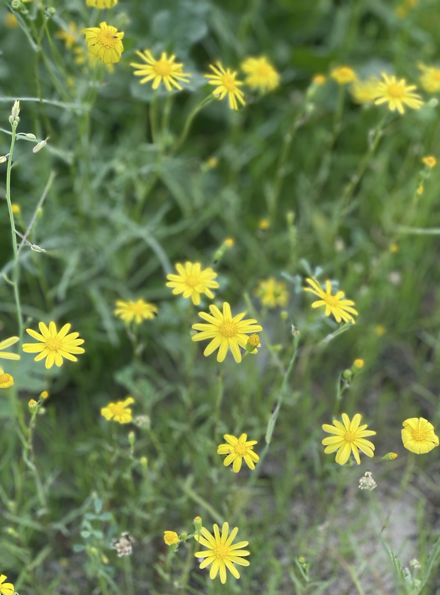 سعادتنا بموسم النوّير 🌼
على بساطة جماله تذكير لطيف أن قلوبنا مليئة بالحياة ومُحاطة بالنعم 💛
#فبراير