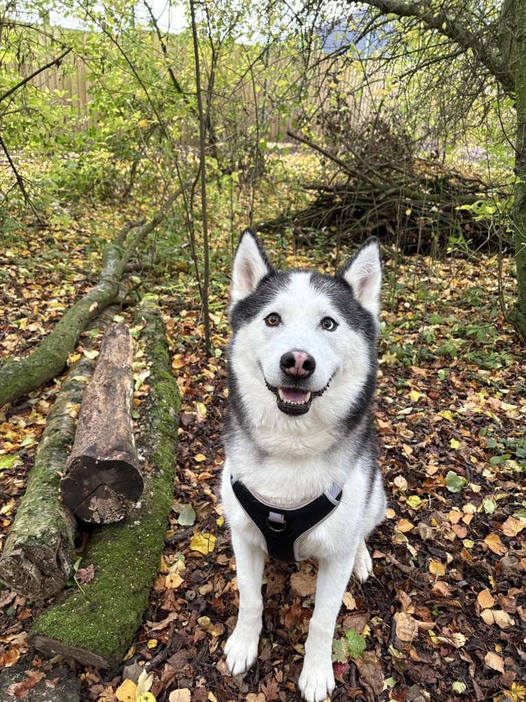 DT_Darlington's tweet image. Rain? No problem 🌧️🐾

Loki lives for adventure - muddy trails, woodland walks and all-weather exploring!

Could you be his adventure buddy?

#DogsTrust #DogsTrustDarlington #RainyWalks #AdventureBuddy