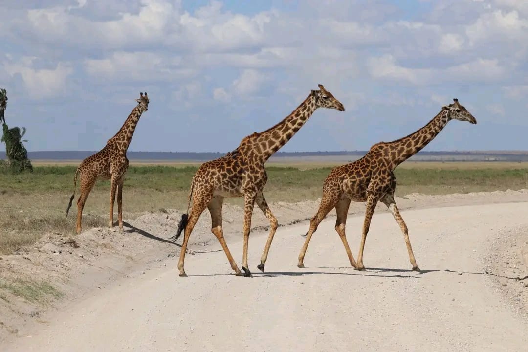 Xplorato's tweet image. One day you’ll look back and be glad you took the trip. 🌿

Not because of the photos.
But because of the memories.
Where are we planning next?

📲 WhatsApp 0701 978 978 and let’s start.

#SundayThoughts #TravelMore #CreateMemories #PlanYourEscape #KenyaTravel #SafariDreams