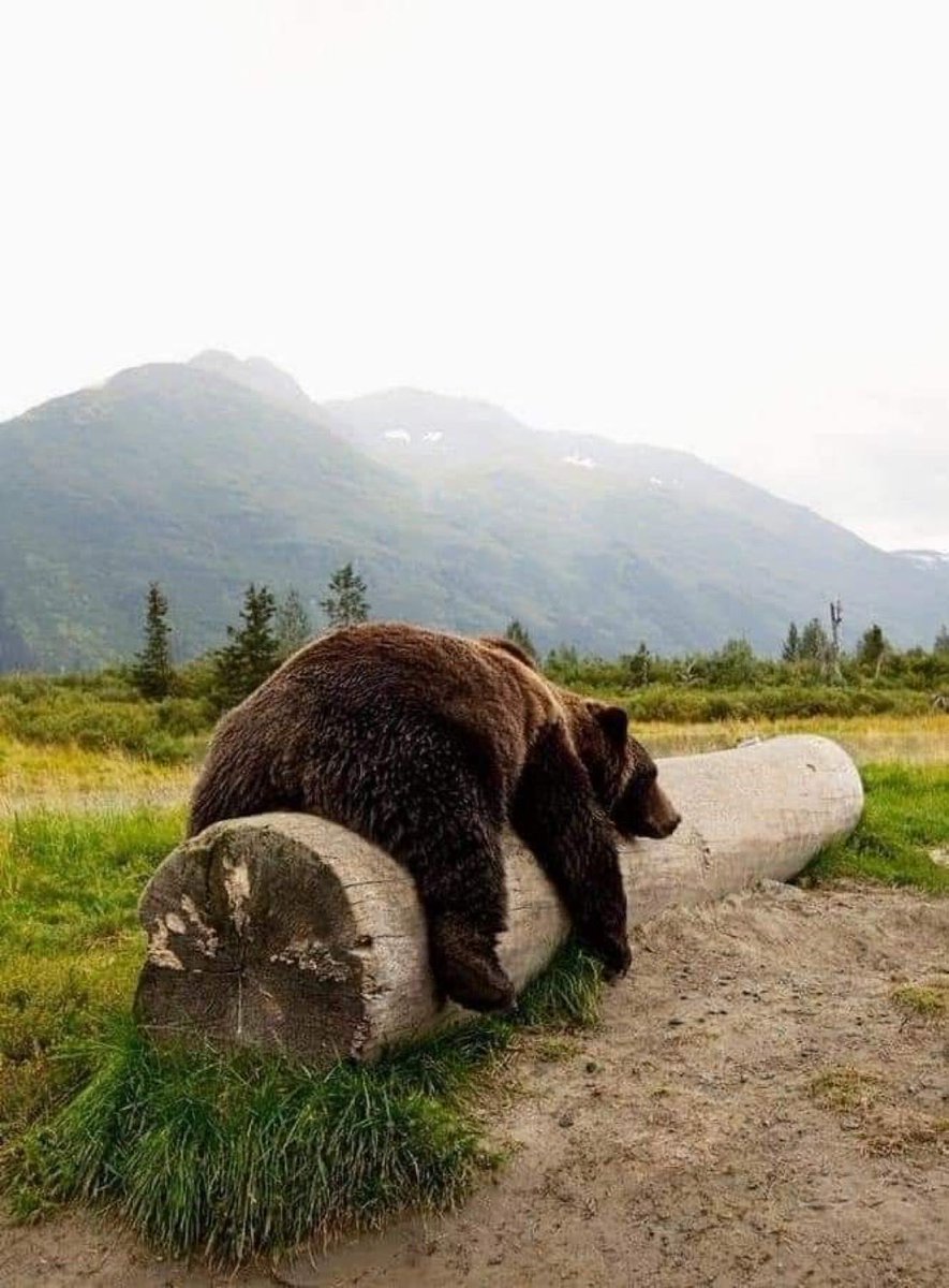 Eggroll 🐻‍❄️ tweet media