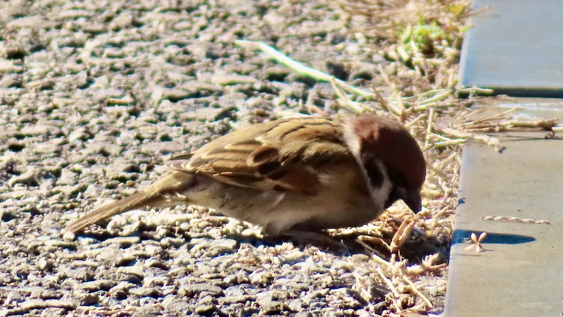 スズメ 2026.1.22 @空き地