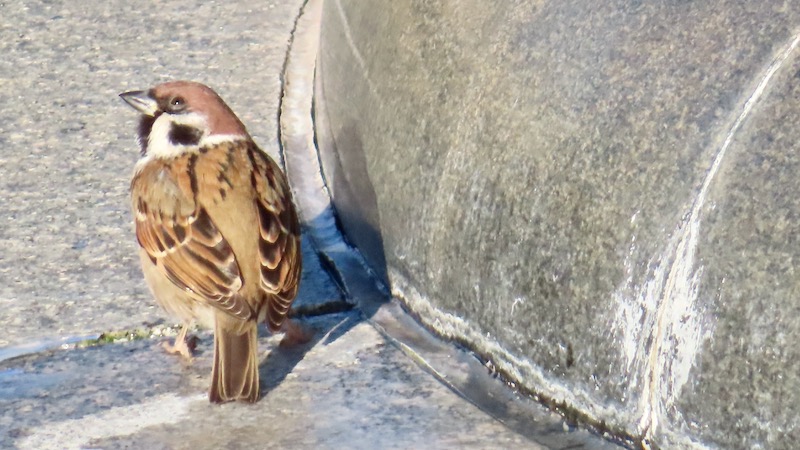 スズメ 2026.1.24 @葛西臨海公園