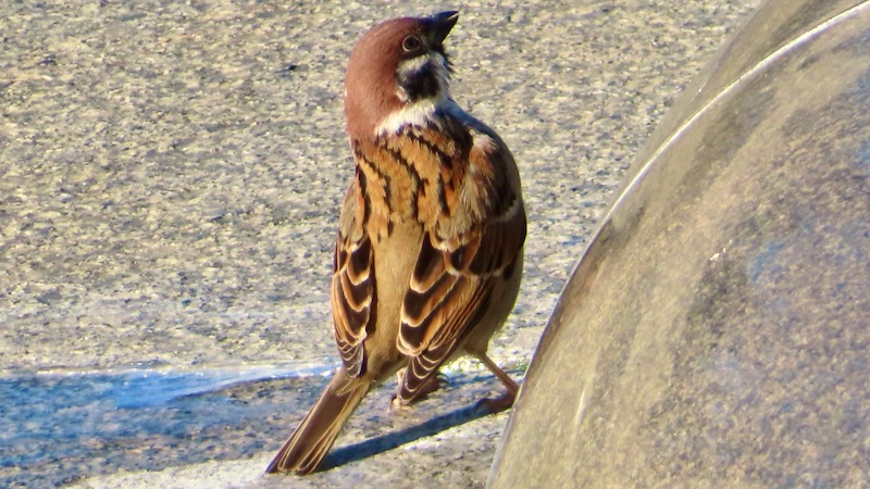 スズメ 2026.1.24 @葛西臨海公園