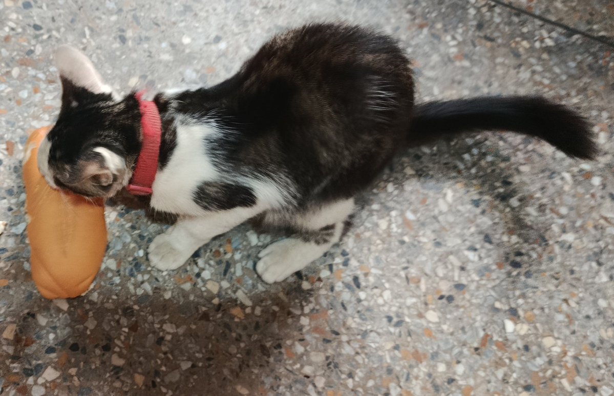 Ayúdenme a encontrar la familia de este bebé. Es ciego, tiene su correa. Quiero creer que se le escapó a alguien. 

📍San Francisco, Zulia
📞 WhatsApp: +58 4121282139