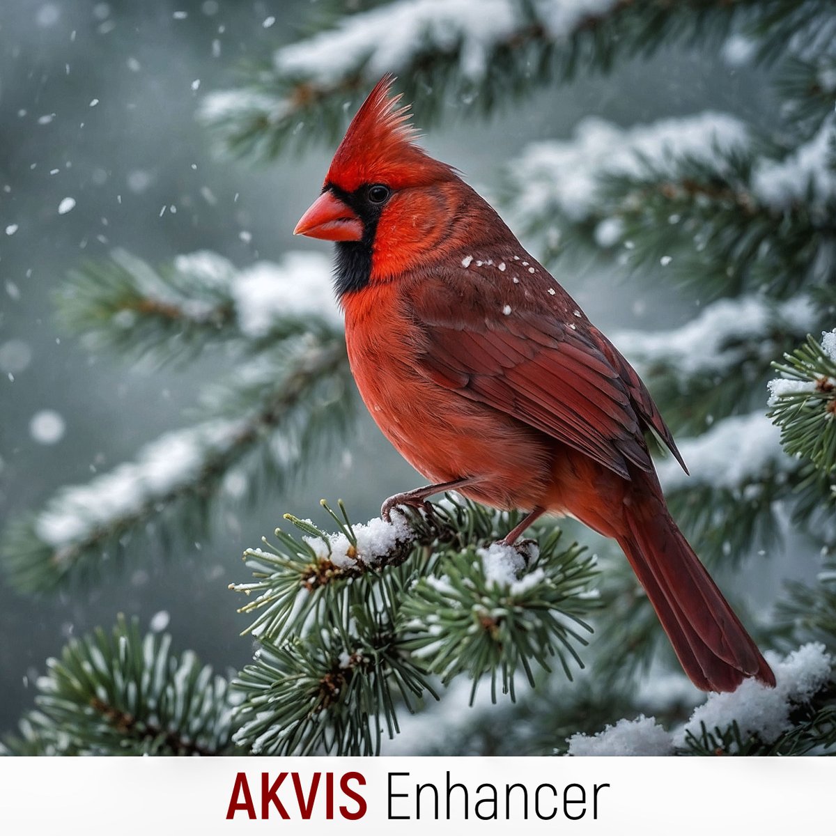 akvis's tweet image. Boost your photos with AKVIS Enhancer! 🚀

💫 Contrast
💫 Details
💫 Texture
💫 Lighting

See your creativity through the lens of technology! 👁️‍

Try it now: akvis.com/en/enhancer

#AKVIS #Enhancer #PhotoEditing #Photography