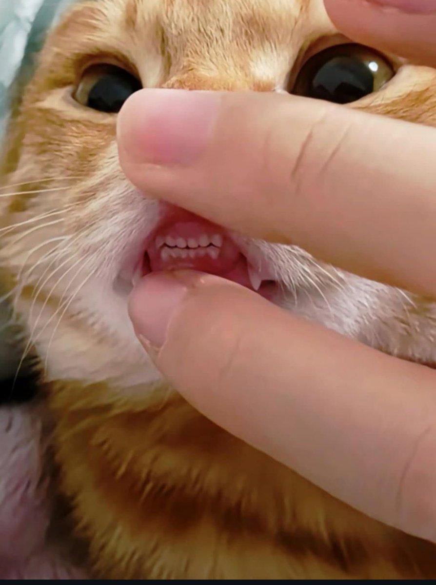 CuteCatsMagic's tweet image. 