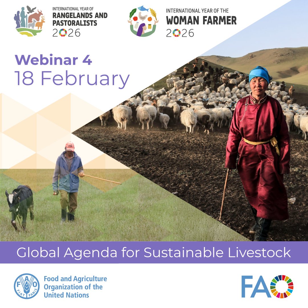 FAOLivestock's tweet photo. 📢 #GASL webinar 4 for the #IYRP26 &amp; #IYWF26

Synthesizing evidence to promote pastoral and grazing livestock systems as a solution to sustainable development.

📅 18 February
🕑 10.00am CET
📍 Register here https://t.co/k5lBzPzgEV https://t.co/x34tkJJaB2