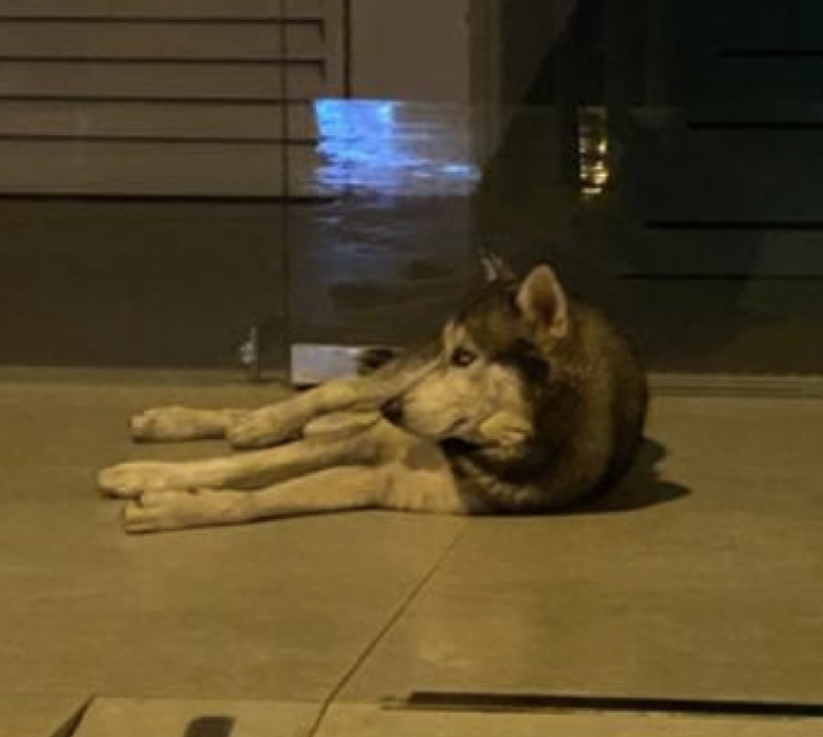 #ENCONTRADO  #GUAYAQUIL
Fecha: 11-02-26
Sector: Norte, Bosques de los Ceibos 
Raza: Husky 
Observación: Color negro y blanco
Contacto: 0985917183
¡Ayúdalo a volver con su familia!
#AlertaMePerdí