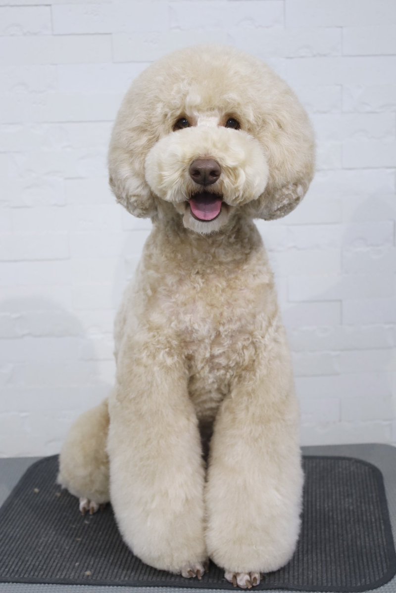 da capo POWDERDOGSTYLEtrim (@powderdogtrim) / Posts / X