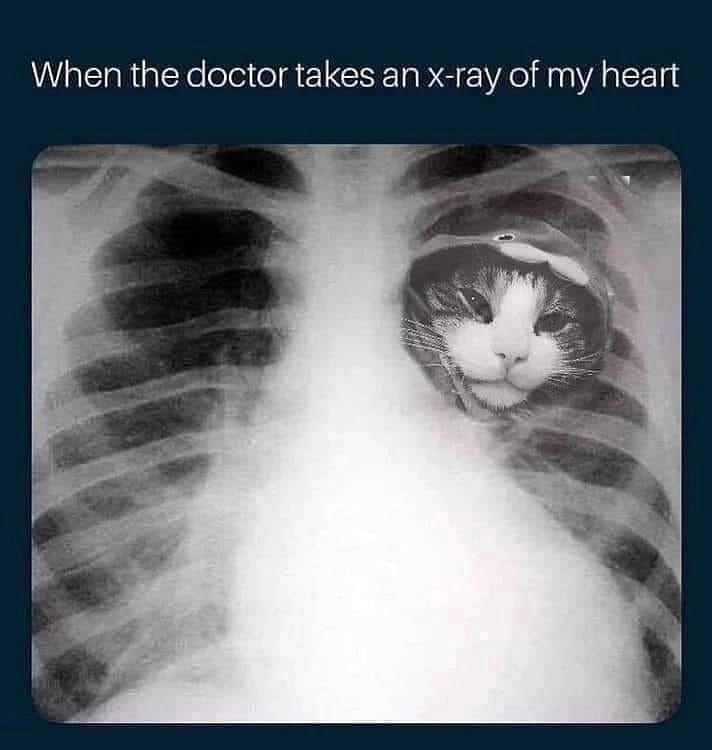 Punch Cat tweet media