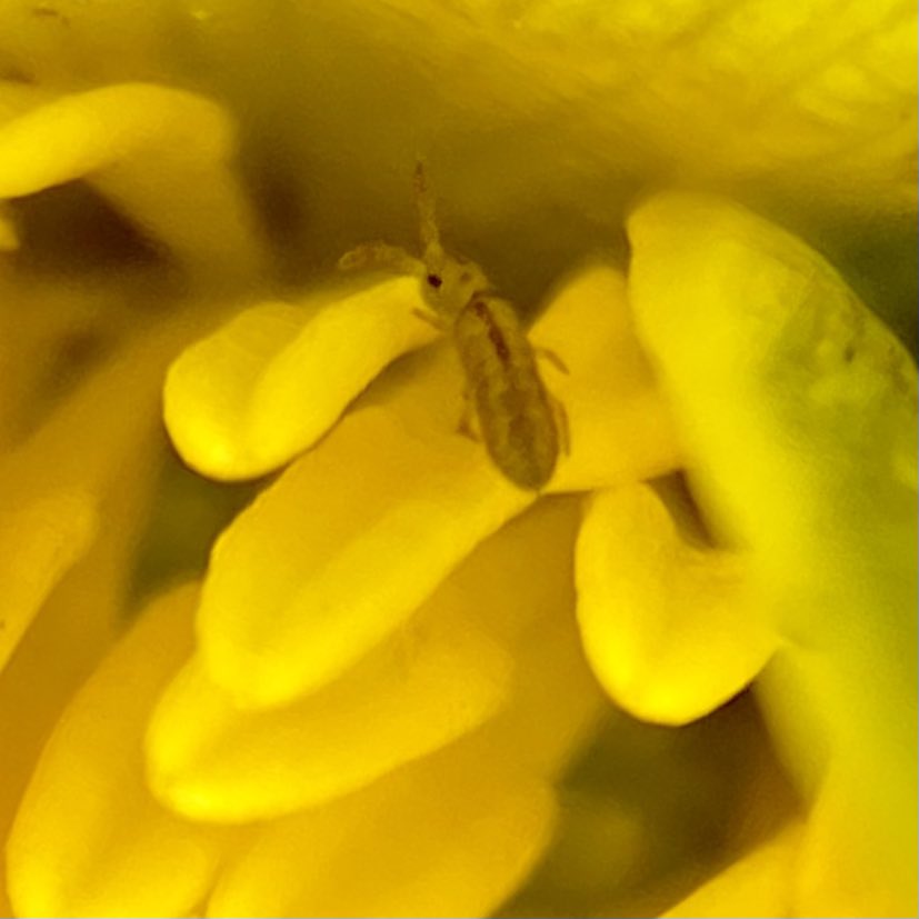 StevePa46290725's tweet photo. The miniature world of a springtail (probably Isotomurus palustris, although there are other similar species). On the stamen of a Lesser Celandine. #insect #springtail #Collembola https://t.co/pLpGZl7xkT
