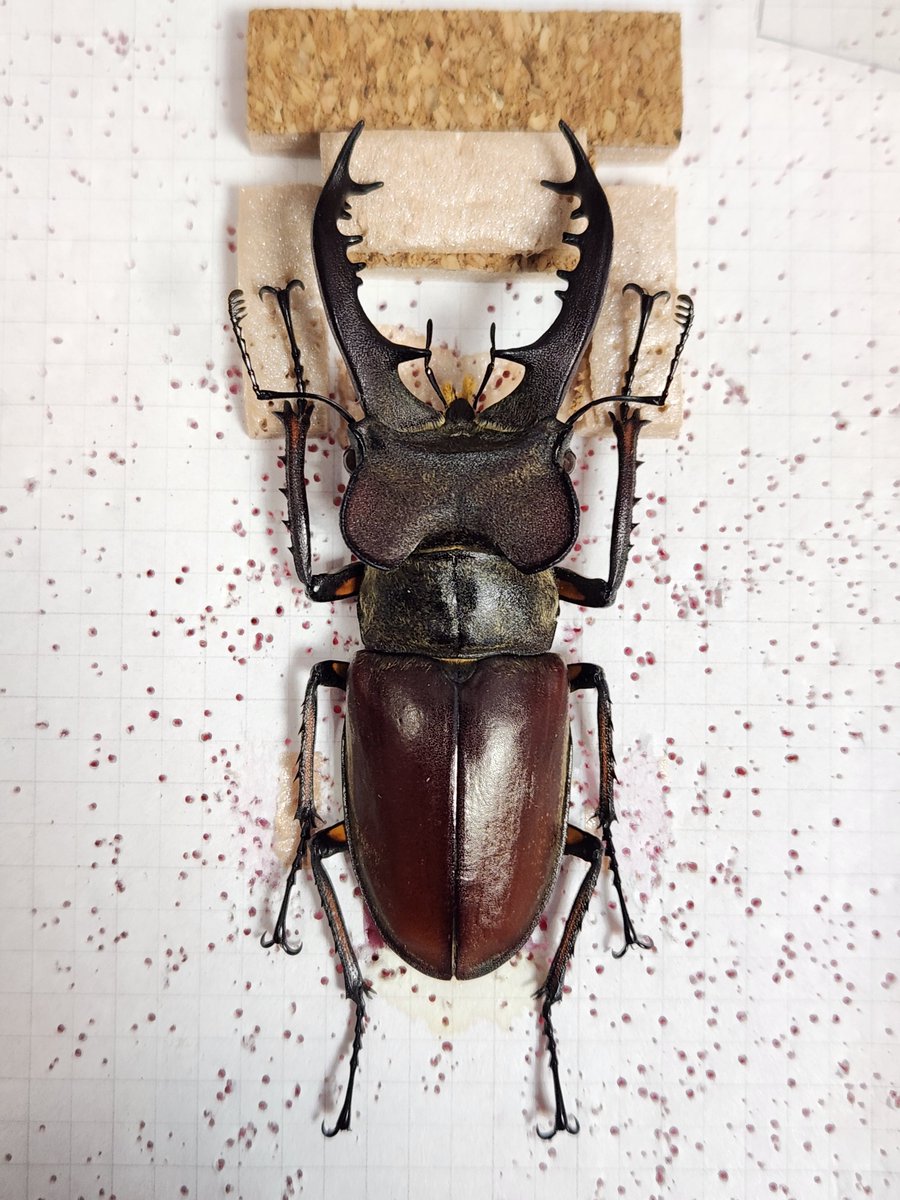 Ha(Azazel) tweet media