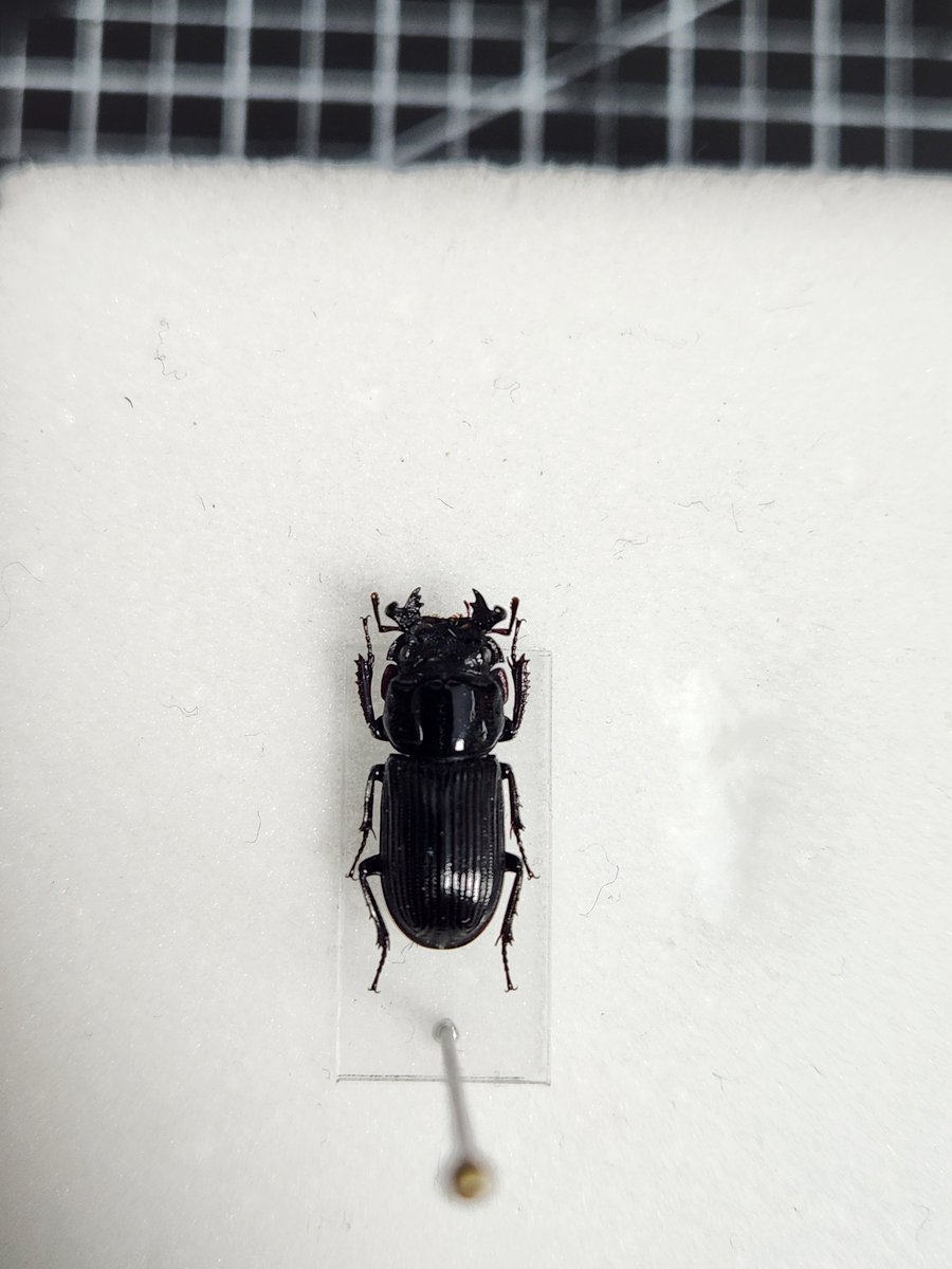 Ha(Azazel) tweet media