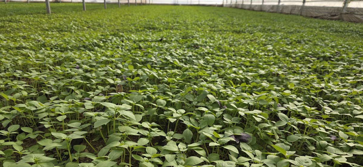 🌿🌱Dr_GreenSavior🍀🌱 tweet media