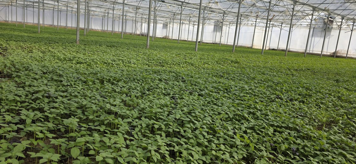 🌿🌱Dr_GreenSavior🍀🌱 tweet media