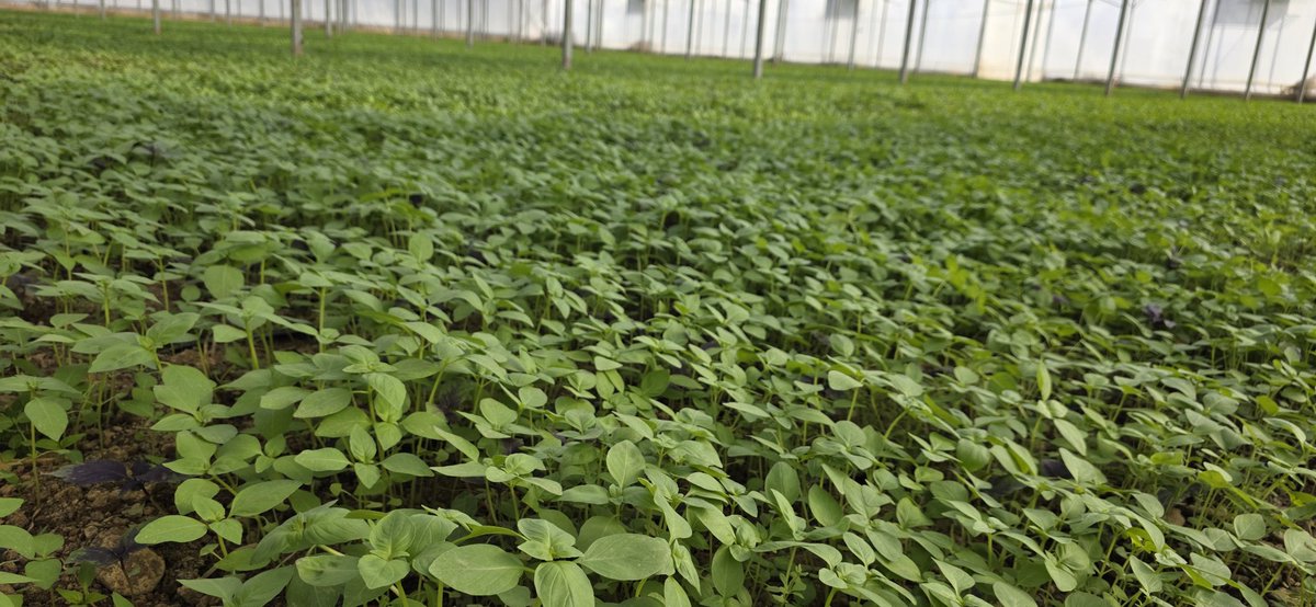 🌿🌱Dr_GreenSavior🍀🌱 tweet media