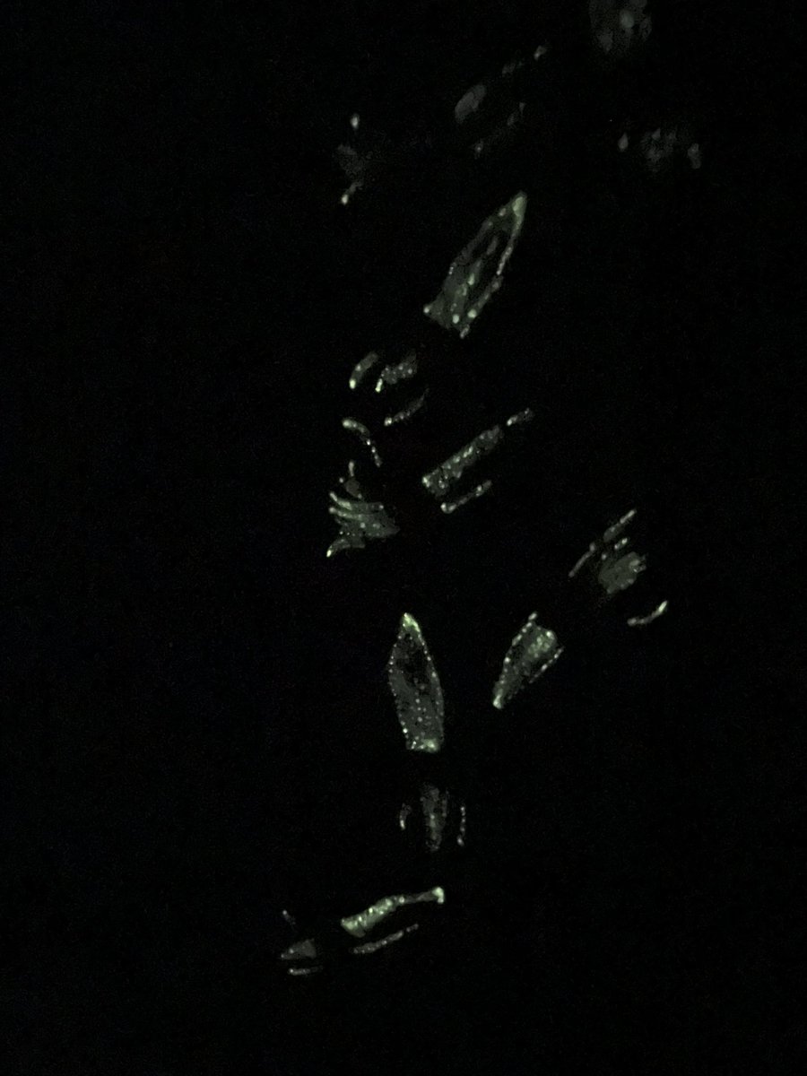 #水に関係あるやつ

ホタルイカ（光る）