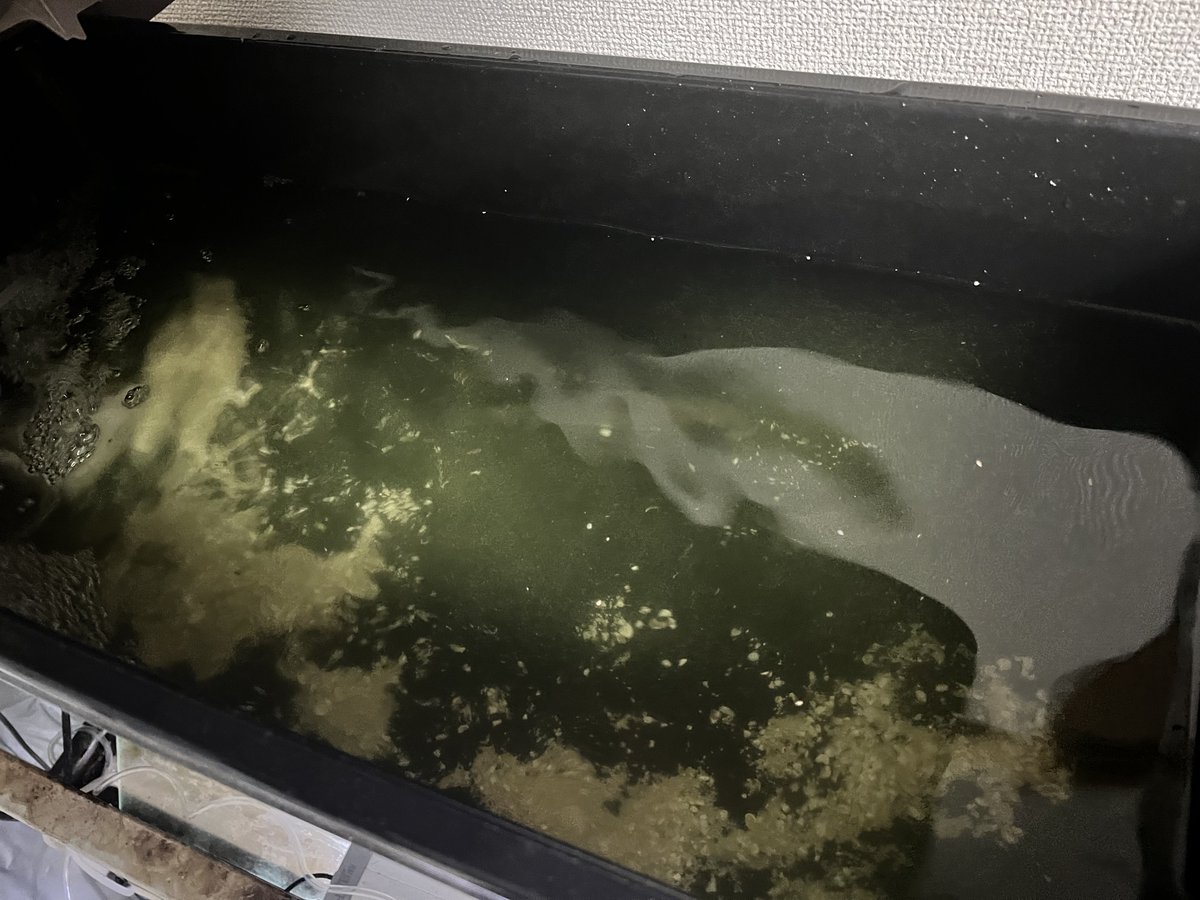 ヒラスズキ、とりあえず元気そう
水槽用意できるまではトリートメントと称してこのコンテナで過ごしてもらう