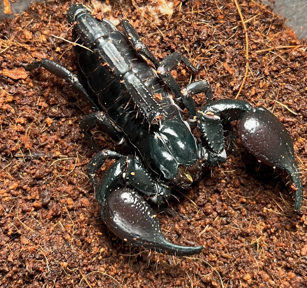 Sho_B_Cherry's tweet photo. 🦂Heterometrus laoticus🦂
　　　　〜Wild🇹🇭〜

#scorpion #laoticus #laoticusscopion #asianforestscorpion #strangepets https://t.co/vJIaWSsJS5