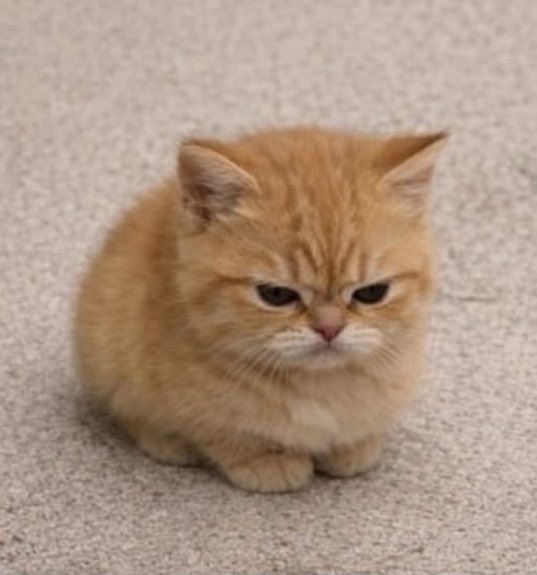 #SEONGHYEON #성현 = angry kitten 

𝐌𝐚𝐫𝐭𝐢𝐧 :  ในกรณีของซองฮยอน
ถ้ามีอะไรที่ทำให้เขาโกรธจัด
เขาจะเป็นประเภทที่แสดงออกมาอย่างชัดเจน

𝐒𝐞𝐨𝐧𝐠𝐡𝐲𝐞𝐨𝐧 :