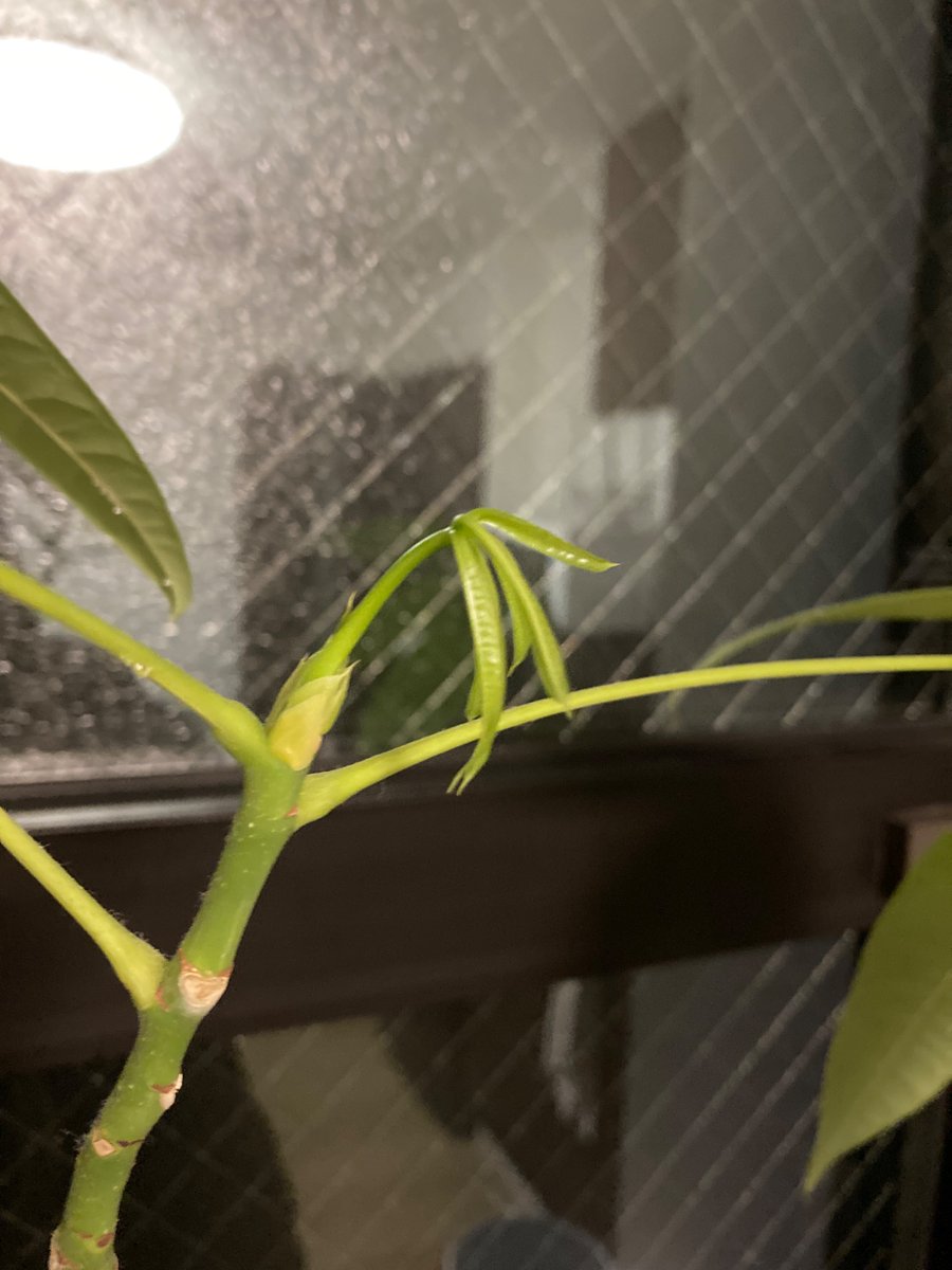 これ見るとワクワクすんねんなぁ。