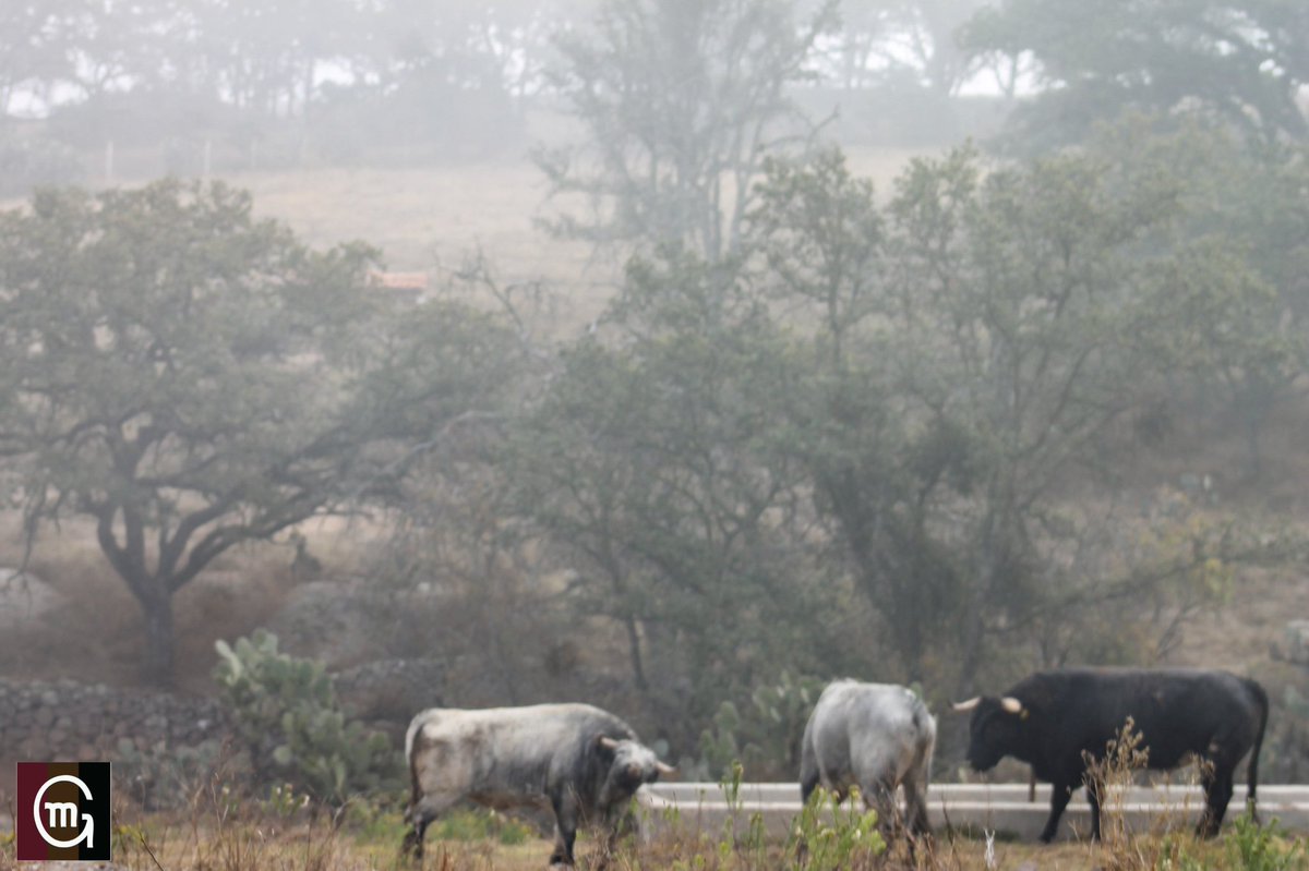 Otra de esas mañanas con neblina en los potreros. #lavidadeltoroenelcampo