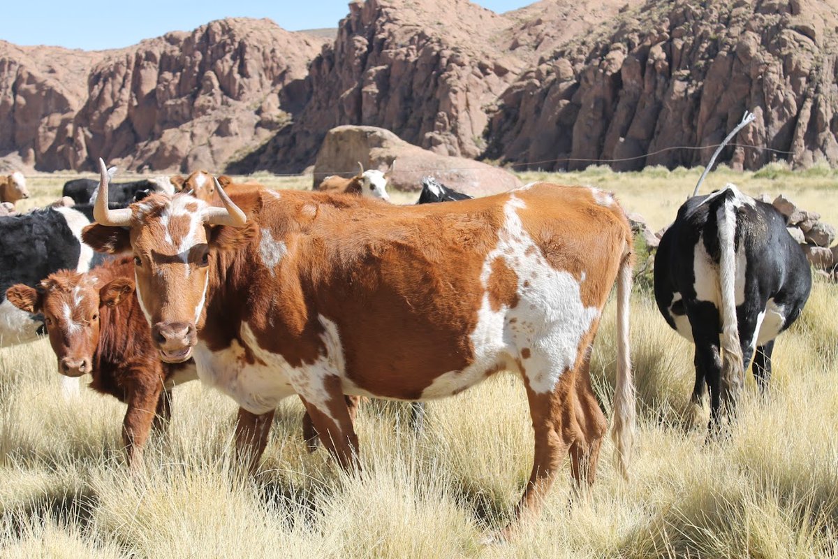 INTAInforma's tweet photo. 🐂El Bovino #Criollo se consolida como una estrategia ganadera clave

Especialistas del @intaargentina reafirman el valor de la raza y destacan su potencial para mejorar la eficiencia y la resiliencia de los sistemas ganaderos de la Argentina.

👉🏼 https://t.co/g2irZtmFg7 https://t.co/nx8PEP9EQs