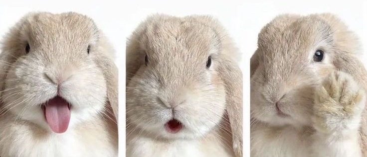 smensitive's tweet image. #miilenorfeem bunny