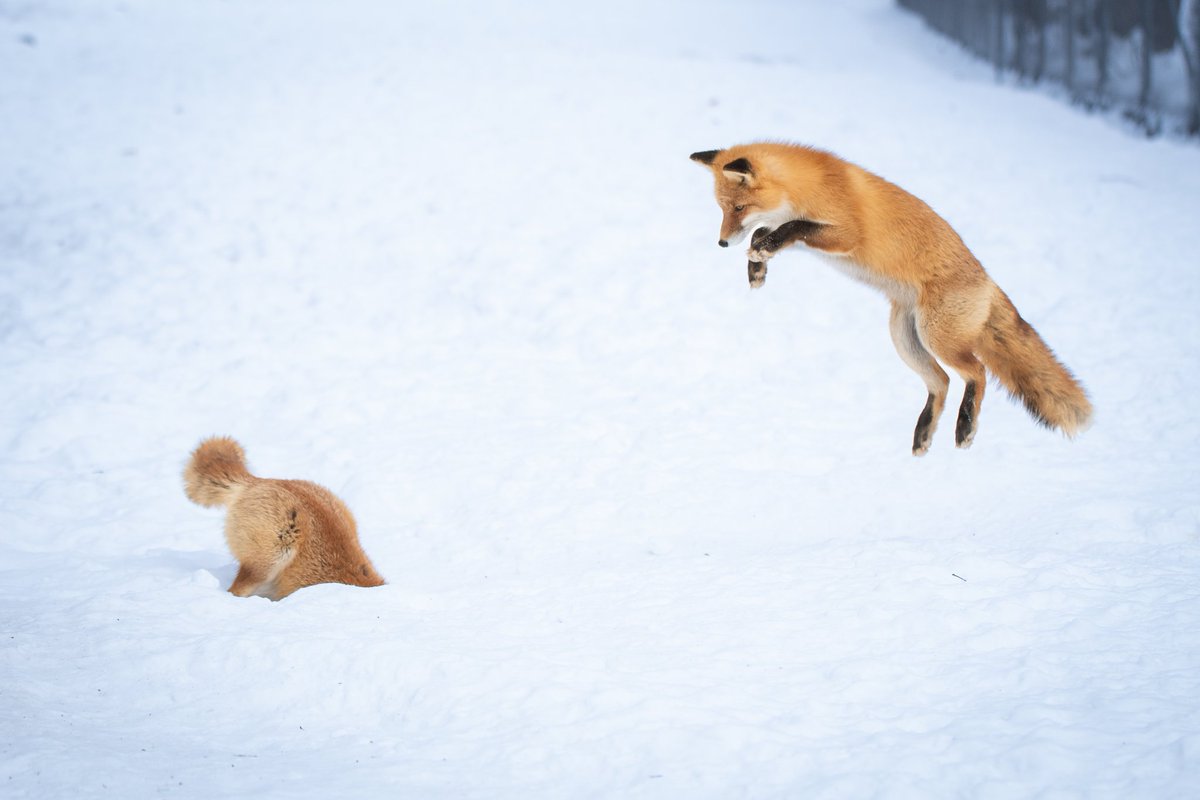 狐狐🦊🦊 (@yoshiyoshifox) / Posts / X