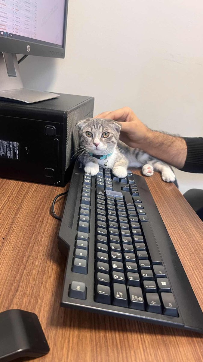 KayipHayvanApp's tweet image. Kayıp İlanı!  
SCOTTİSH CİNSİ KEDİ BULUNDU 
Ekleyen: kiliczeynep0 Soyisimsiz
İstanbul - Beylikdüzü - Gürpınar
kayiphayvanlar.com/detail/608
#kayıp #kedi #köpek #kayıphayvan #kayıphayvanlar