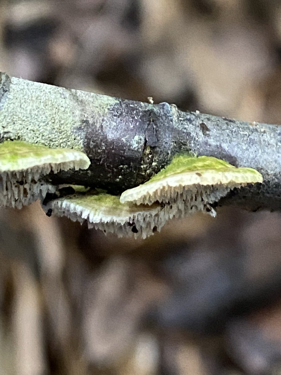 小枝のきのこ
かわいい
2026-2/11
#天草のきのこ探し