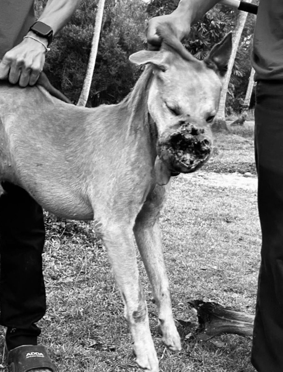 Niall Harbison tweet media