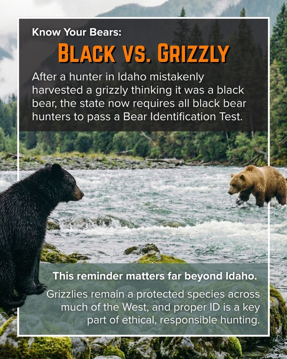 LetsGoHuntUSA's tweet photo. Grizzly and black bears both belong to the Ursus genus, but they are different animals. 🐻
The Idaho incident where a hunter mistook a grizzly for a black bear is a clear reminder that proper identification matters for everyone, from new hunters to seasoned pros.
#LetsGoHunting #GrizzlyBears #BlackBears