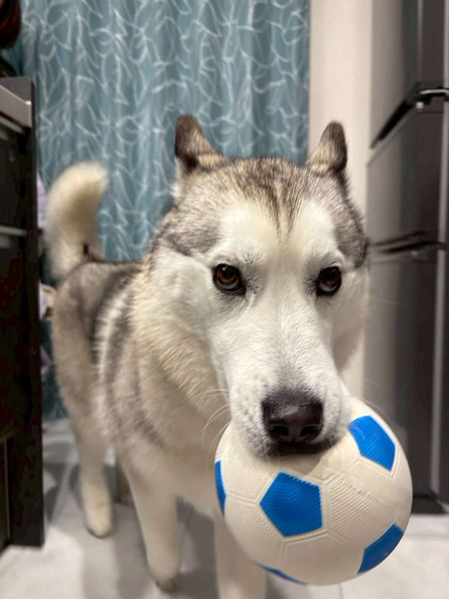 mimi24_1019's tweet image. ボール楽しくて、目がどっかいっちゃうハスキー⚽️🐺🐾
#siberianhasky