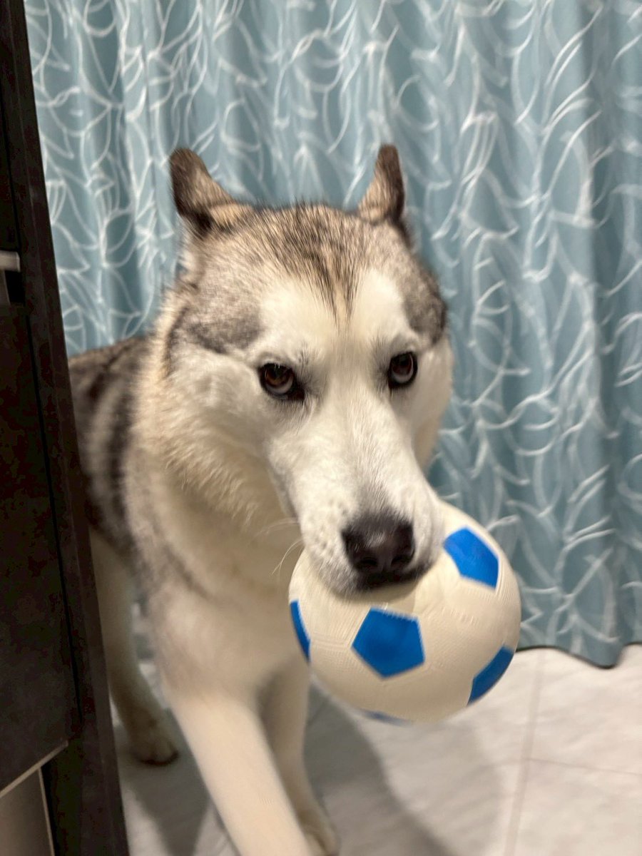 mimi24_1019's tweet image. ボール楽しくて、目がどっかいっちゃうハスキー⚽️🐺🐾
#siberianhasky