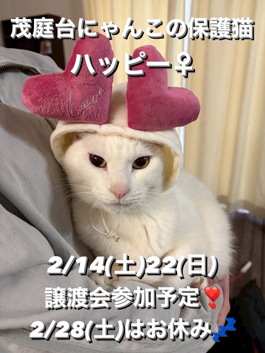 今夜の保護猫紹介💁‍♀️

⚫︎名前：ハッピー
⚫︎性別：女の子
⚫︎年齢：推定8〜10歳
⚫︎体重：4.5kg
⚫︎性格：甘えん坊
⚫︎エイズ：陽性
⚫︎白血病：陰性

仙台市内の山奥の山小屋で長年飼育れていました
飼育環境が悪かった上に、飼育していたおじいさんが