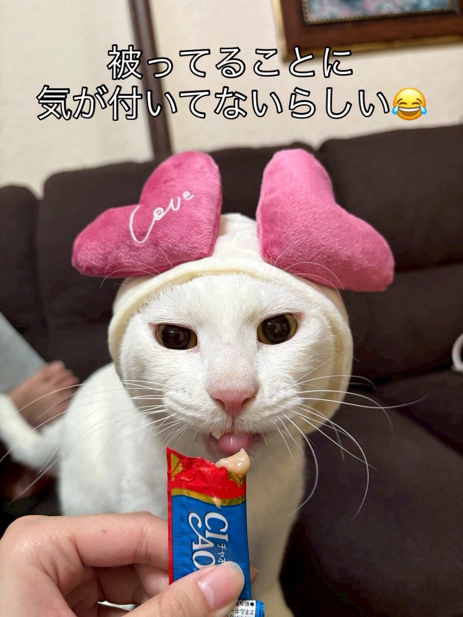 『自分が死んだらここの猫たちは殺処分してもらう』という発言をしたことから全頭保護を決意しました

6匹引き出してうち1匹は状態が悪く治療の末お空へ
うち2匹は正式譲渡になりました
ハッピーを含め残り3匹が里親さん募集中です！！！