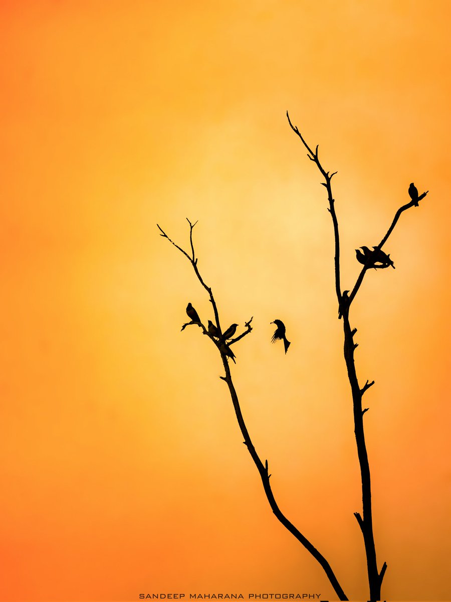 sandy_clicks's tweet photo. Morning sun, wings in flight, and friends socializing in golden light.
A group of Rosy Starlings socializing when a drongo joins them.
#createwithsony
#sonyalpha7iii
#sonyphotography
#silhouettechallenge #birdphotography
#silhoutte
#wildlifephotography
#birdsphotography https://t.co/NK7CXLqnFY