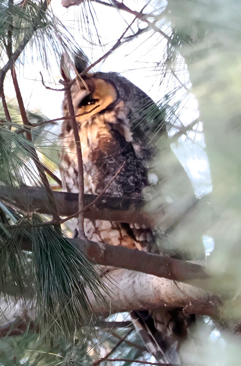 Above_96th tweet media