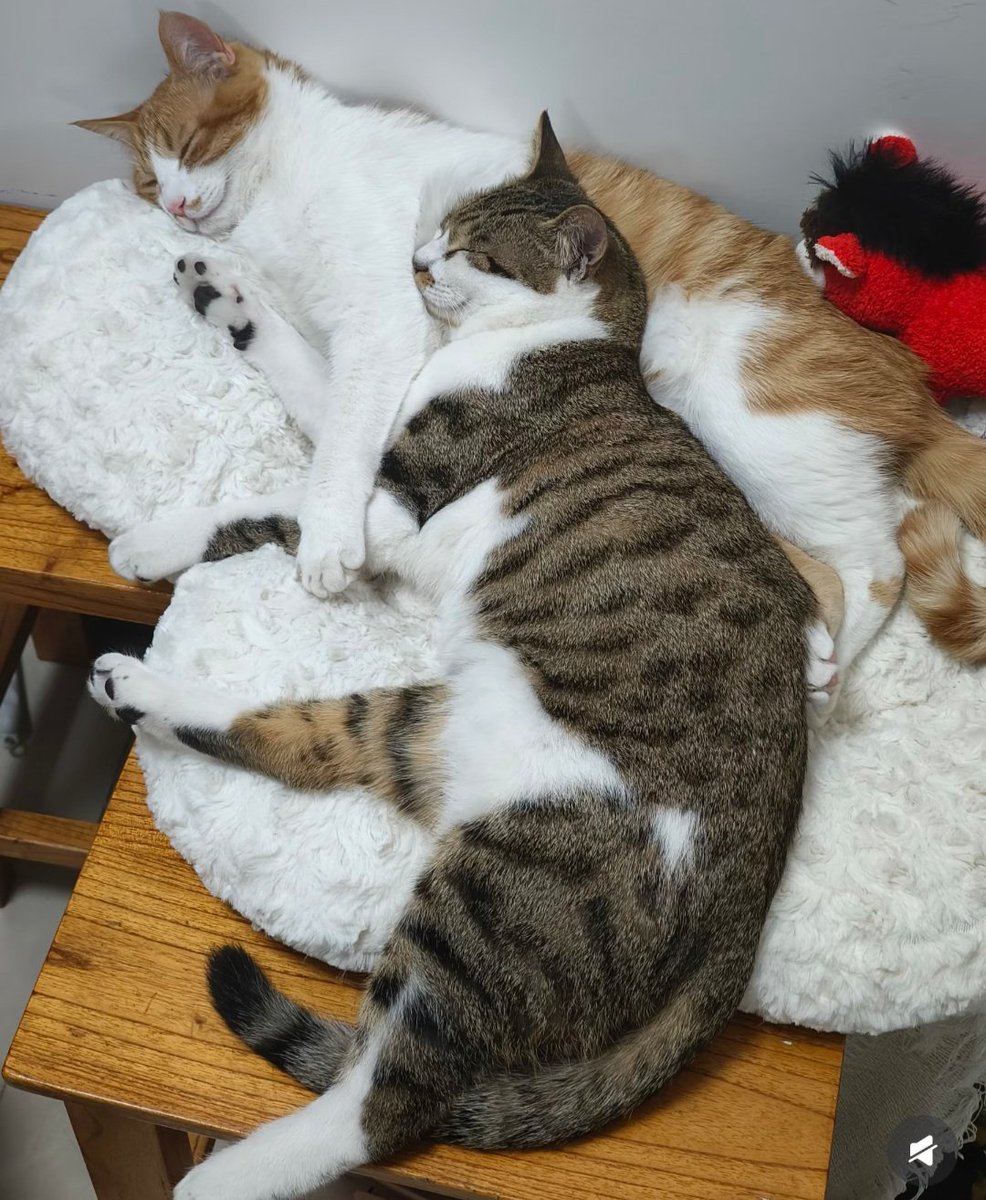 소홍서 보다가 마치 샤미랑 조조가 환생한 것 같은 아이들을 보고 한동안 울었다.