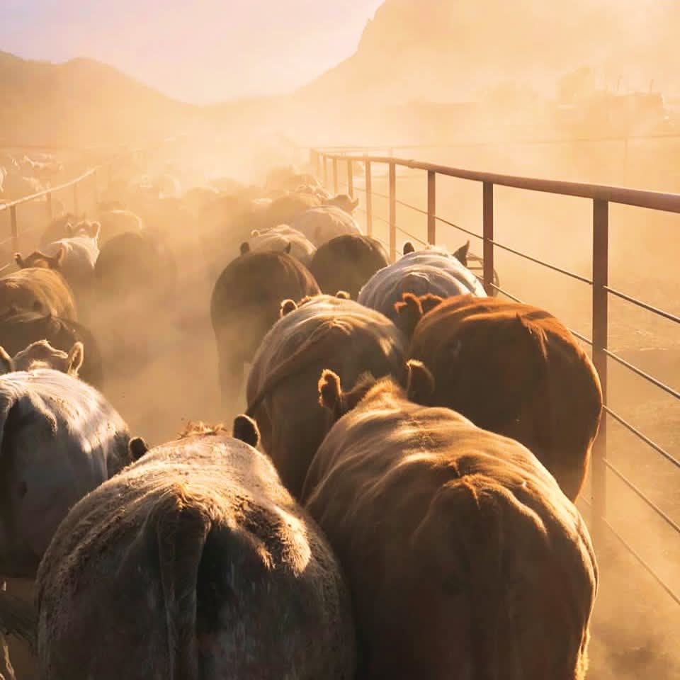 La vida te quita lo que no necesitas para poder darte lo que de verdad mereces.

<a href="/ContGanadero/">CONtexto Ganadero</a>
<a href="/Fedegan/">FEDEGAN</a> 
<a href="/ContGanadero/">CONtexto Ganadero</a> 
<a href="/ArmeniaGanadero/">Armenia pasión ganadera</a> 
<a href="/PL_Paipa/">FEDEGAN PAIPA</a>

#ConstruyendoGanadería 
#OrgullosamenteGanaderos