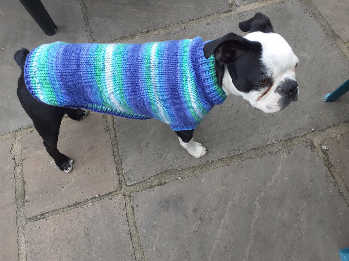 creativedoglady's tweet photo. My #dog #jumpers https://t.co/fmJMxuG0TF