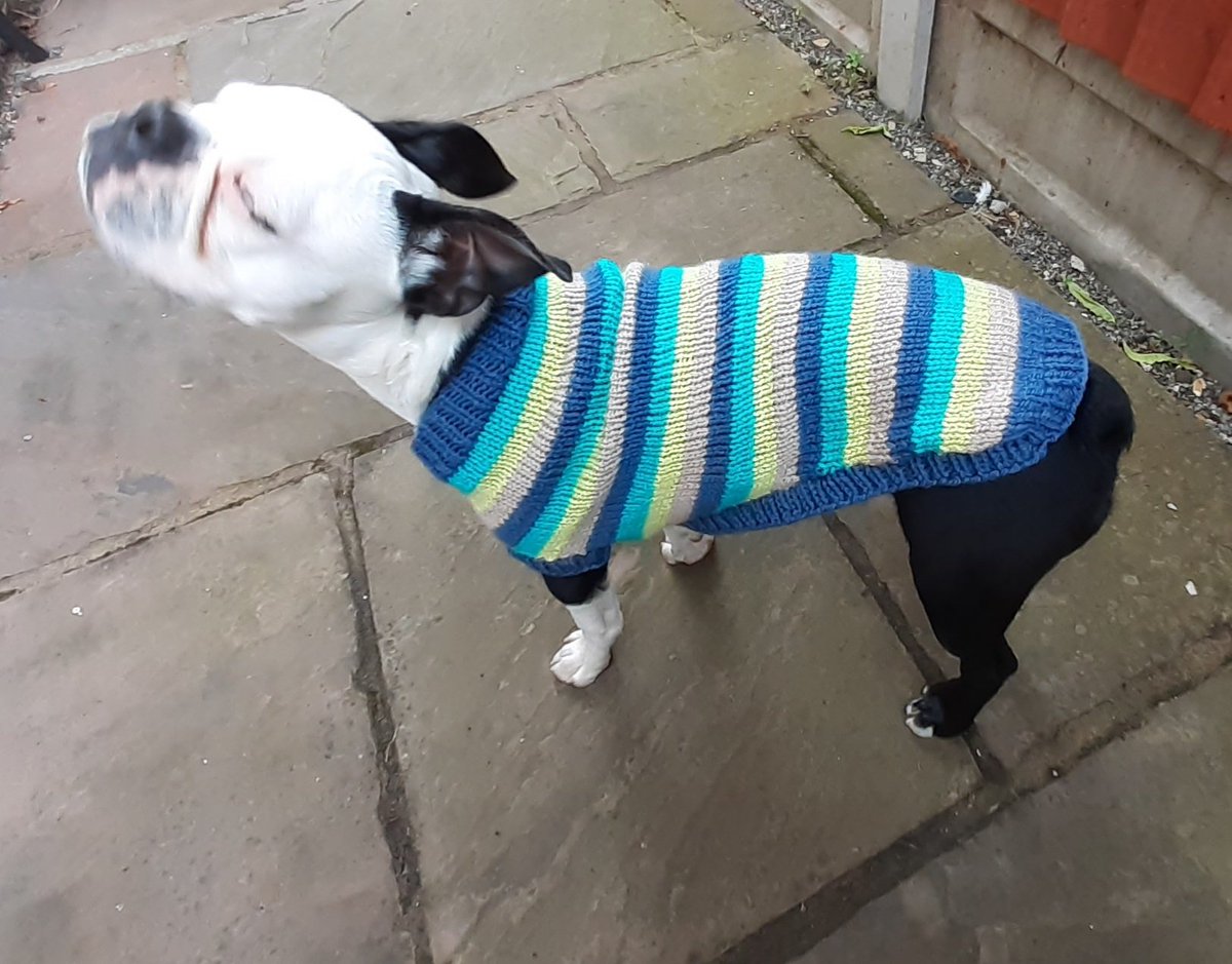 creativedoglady's tweet photo. My #dog #jumpers https://t.co/fmJMxuG0TF