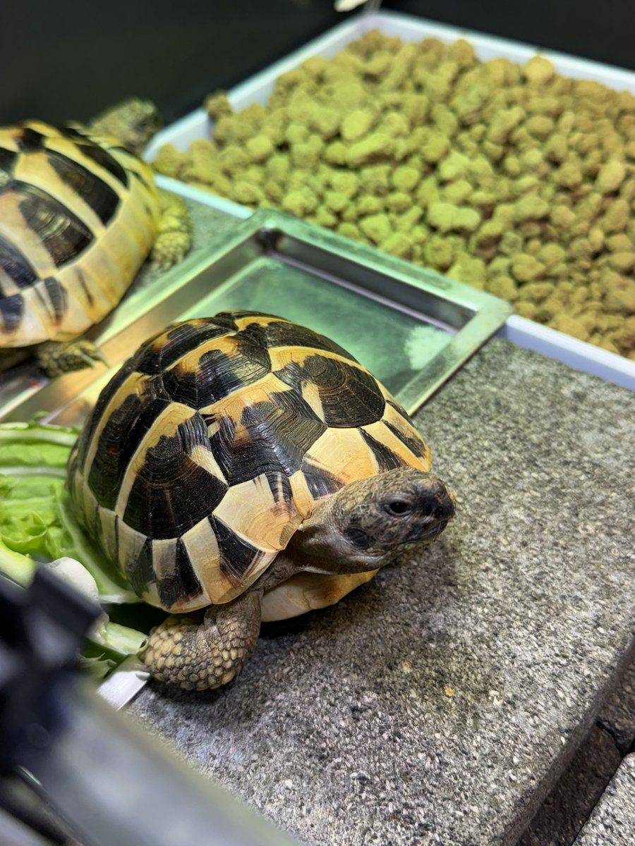 TSatoshi31207's tweet photo. ごはん待ちタケシ🐢
静かに待って、食後はおうちへ。 https://t.co/vVGYFE84AO
