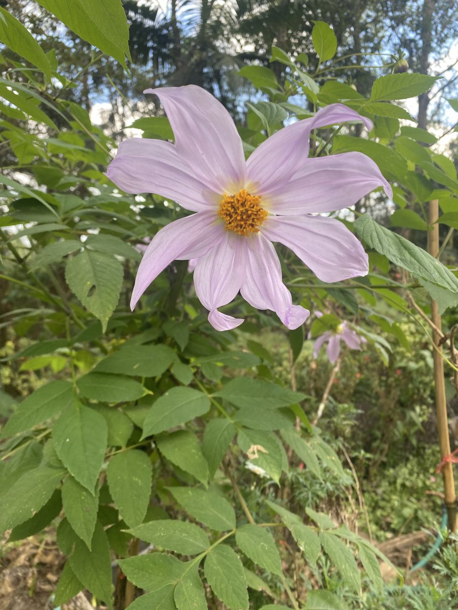 ด้วยความบังเอิญ
เจอดอกไม้สีชมพูเดียวกับเสื้อคาดิแกนที่ใส่มา