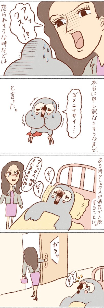 ヨウムのアレックス⑩

#ヨウム 