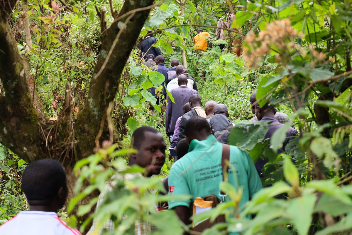 Mount Elgon Tree Growing Enterprise tweet media