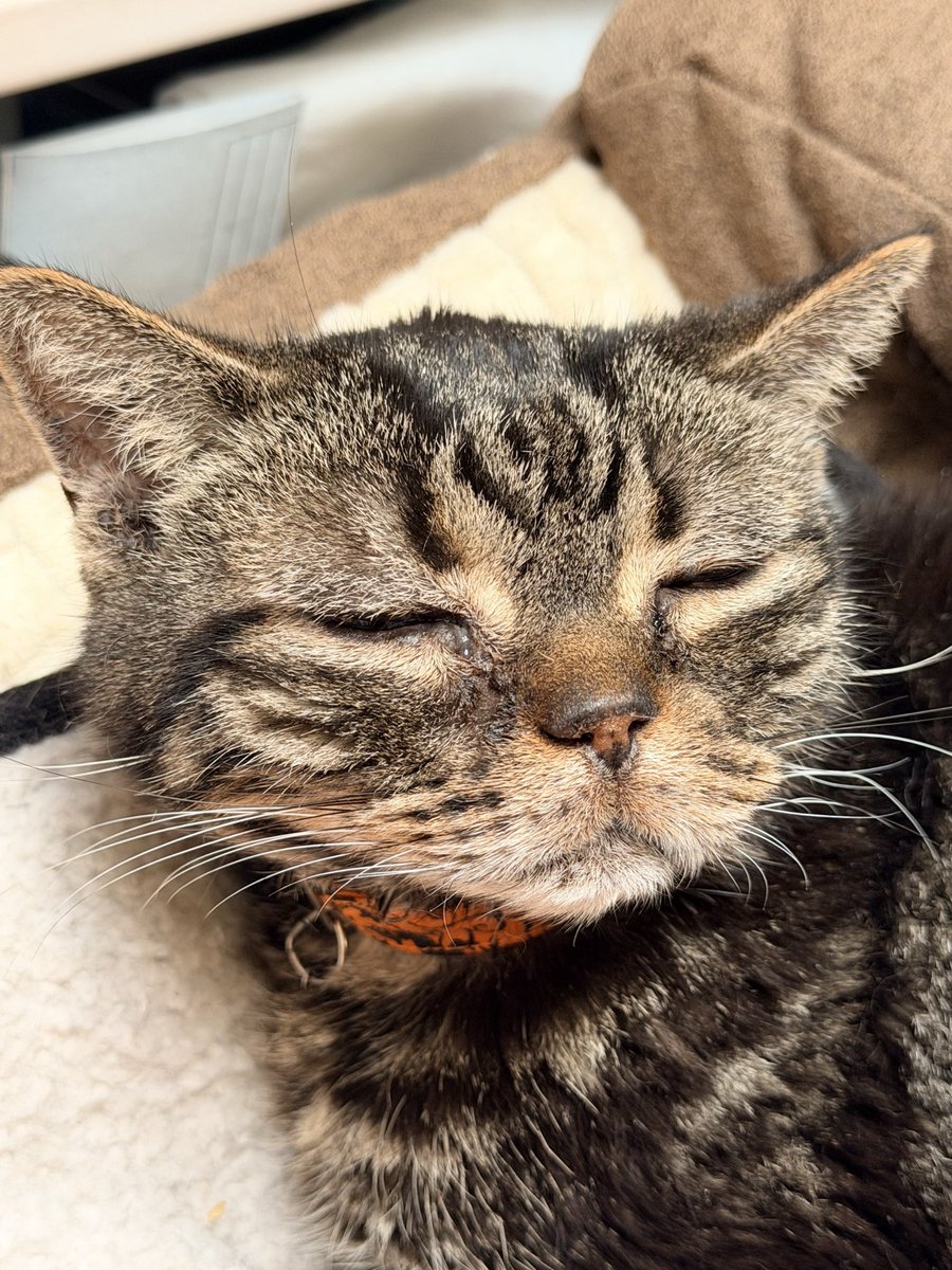 ポンタ、19歳になる老猫なんだけど、最近仔猫みたいな顔になってきた。

おやすみなさい😴