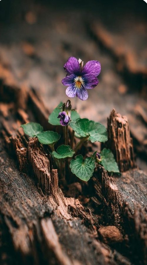 🤍🖤🤍

              La vida es impredecible...
Pero florece donde menos te imaginas,
                 Cuerpo, alma, espíritu.

         La luz para todos los enfermos..."

.