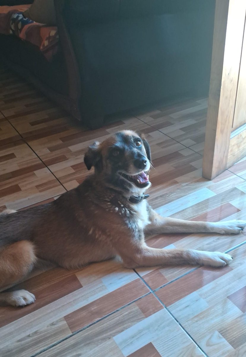 oliew_'s tweet photo. Hi, this is my Dog, his name is Dio.
My dog is really, REALLY sick right now. About a month ago, he was diagnosed with Vestibular Syndrome, and since then he has had two relapses, the most bad one yesterday (11/02) (+) https://t.co/Vm1MSJrely
